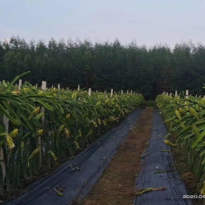 臨漳育苗打孔防草布/藍莓防草布/園藝防草地布