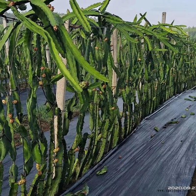 閬中火龍果防草布、果園防草布、除草布全國發(fā)貨
