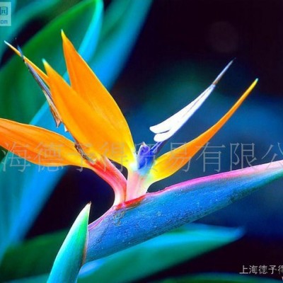 塑料加工助劑PPA（純粉），PPA100991-K，PE吹膜