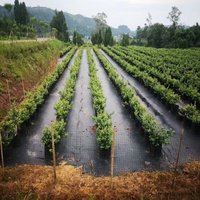 廠家供應廠家生產防草布 全新料防草布 果園防草布 切片防草布 PP防草布